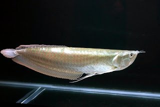 jenis ikan Silver Arwana