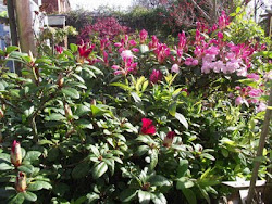 My Rhododendrons