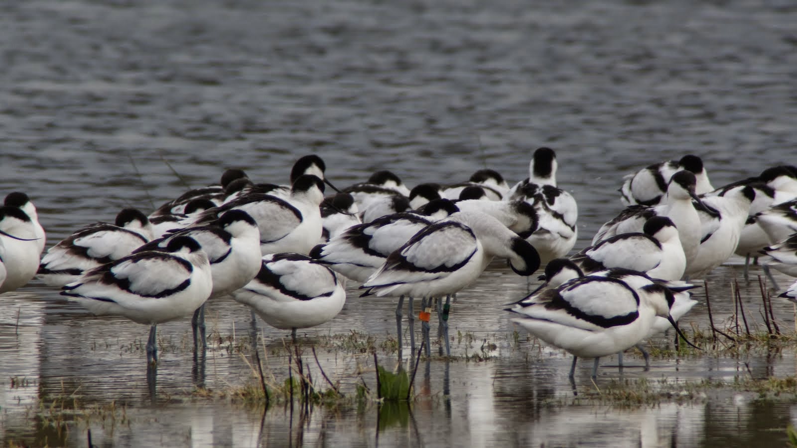 Avocet