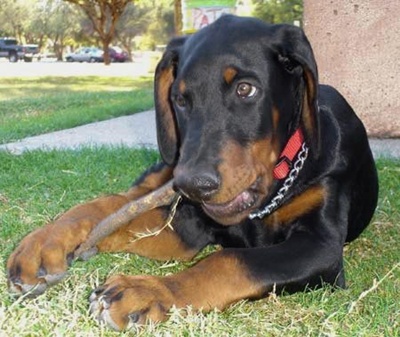 Doberman Pinscher