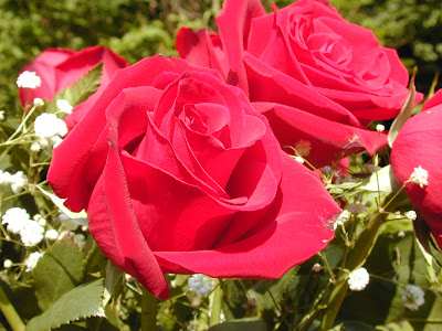Rose Flower Very Beautiful Image Rose Flower Picture