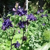 "Columbine" or "Aquilegia"