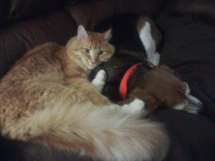 Beagle and Orange Tabby