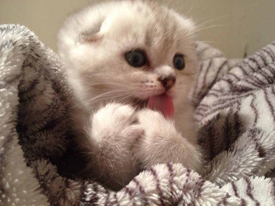 Scottish fold precio chile