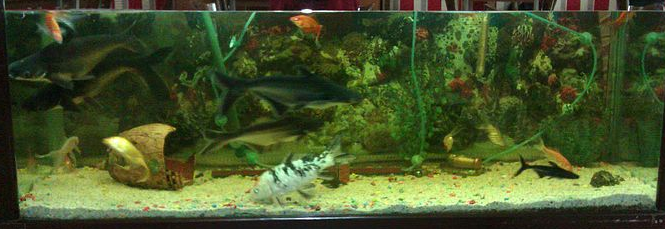 akvaryumum canli yemin baliklara faydalari nelerdir canli yem nasil kullanilir