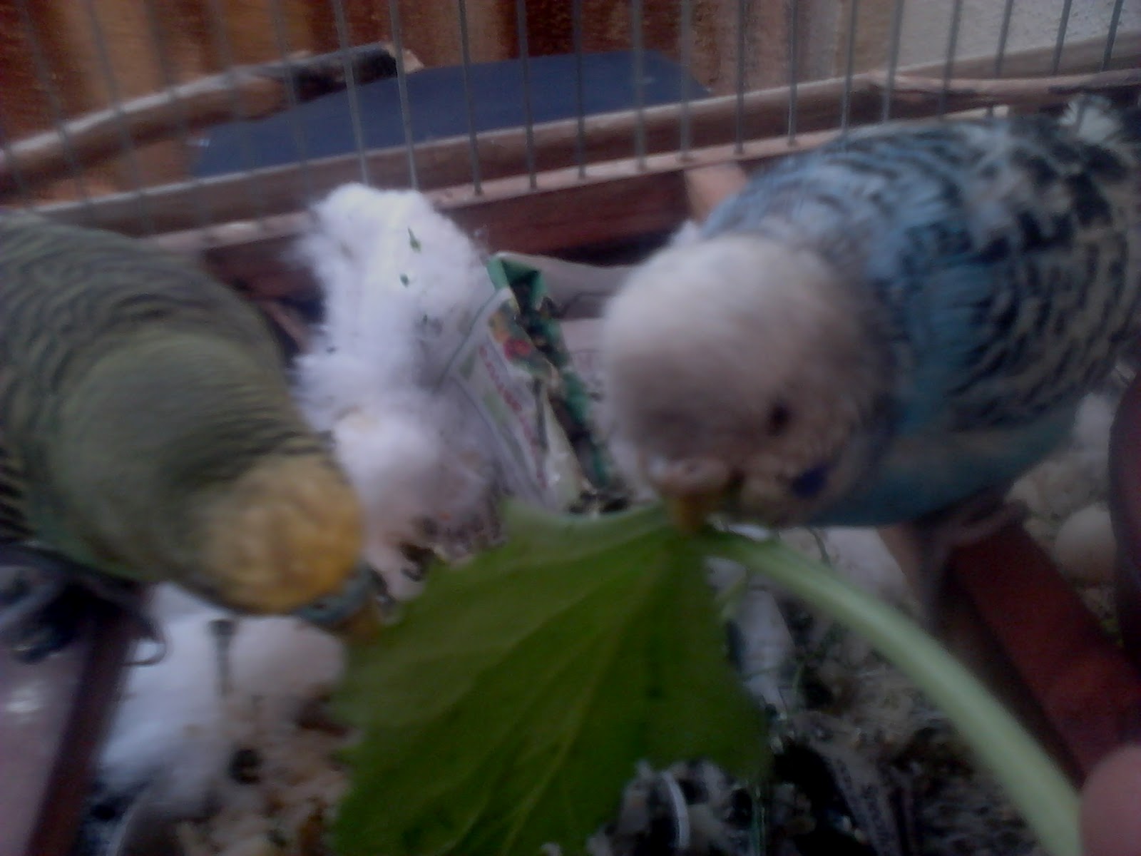 feng shui simple cures pet birds parakeets and love feng shui simple cures pet birds parakeets and love