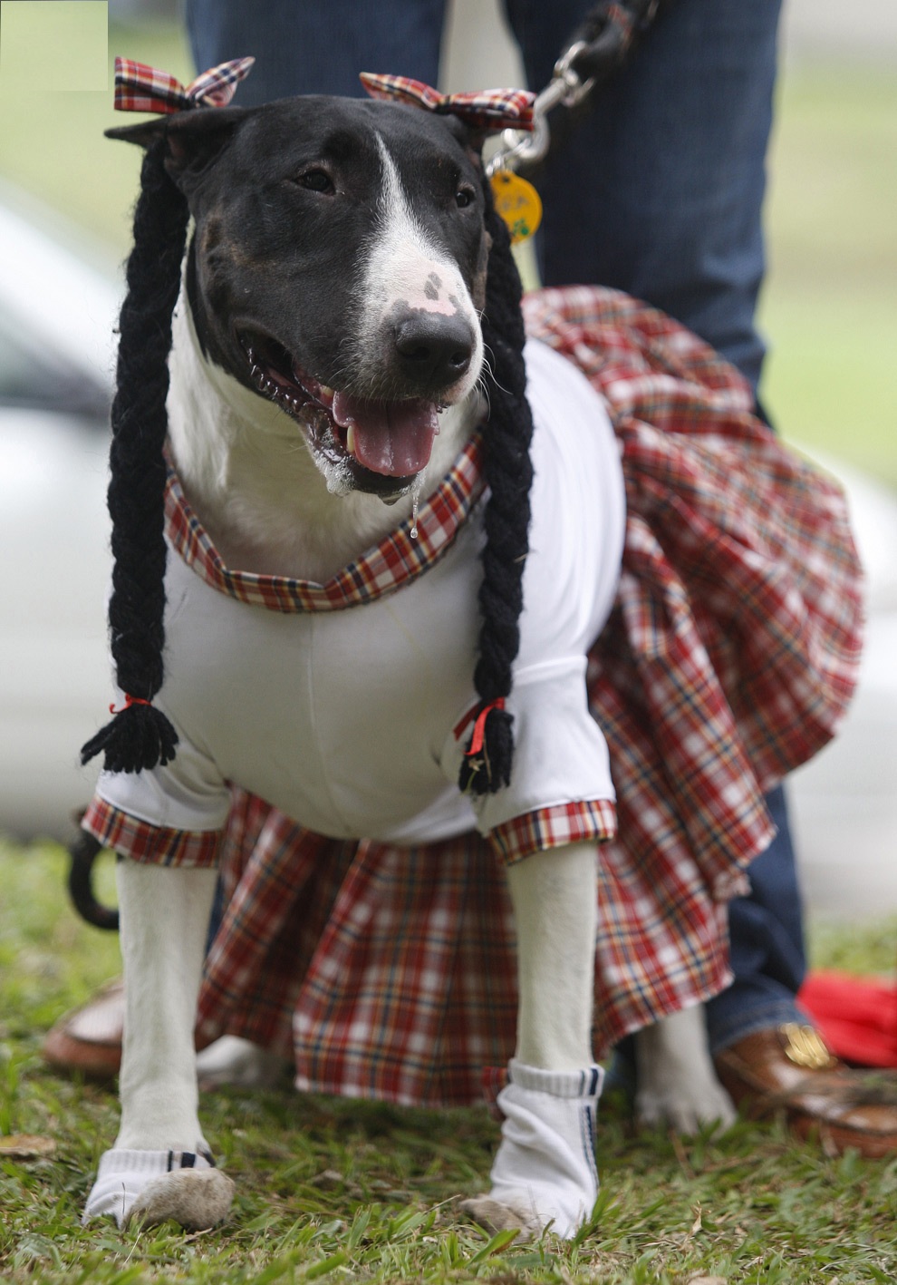 All List Of Different Dogs Breeds Dog Clothes