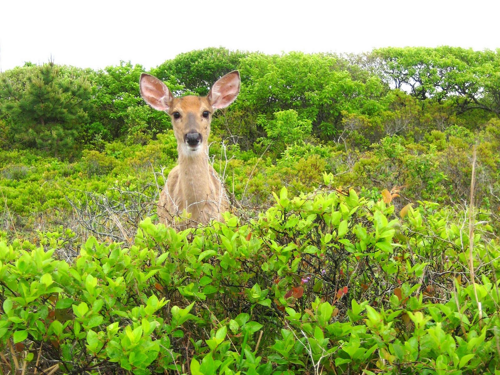Creating A Deer Resistant Shade Garden Part 2 Growing The Home