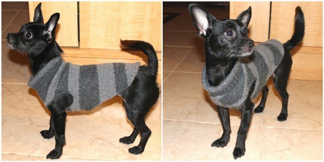 Riciclo Creativo: Come realizzare un cappottino per cani di piccola taglia