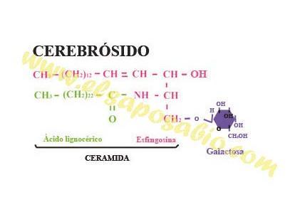Estructura quimica de las hormonas esteroideas