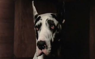 Que raza de perro aparece en poker face