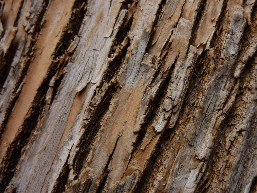 wallpaper: Tree Bark Wallpapers