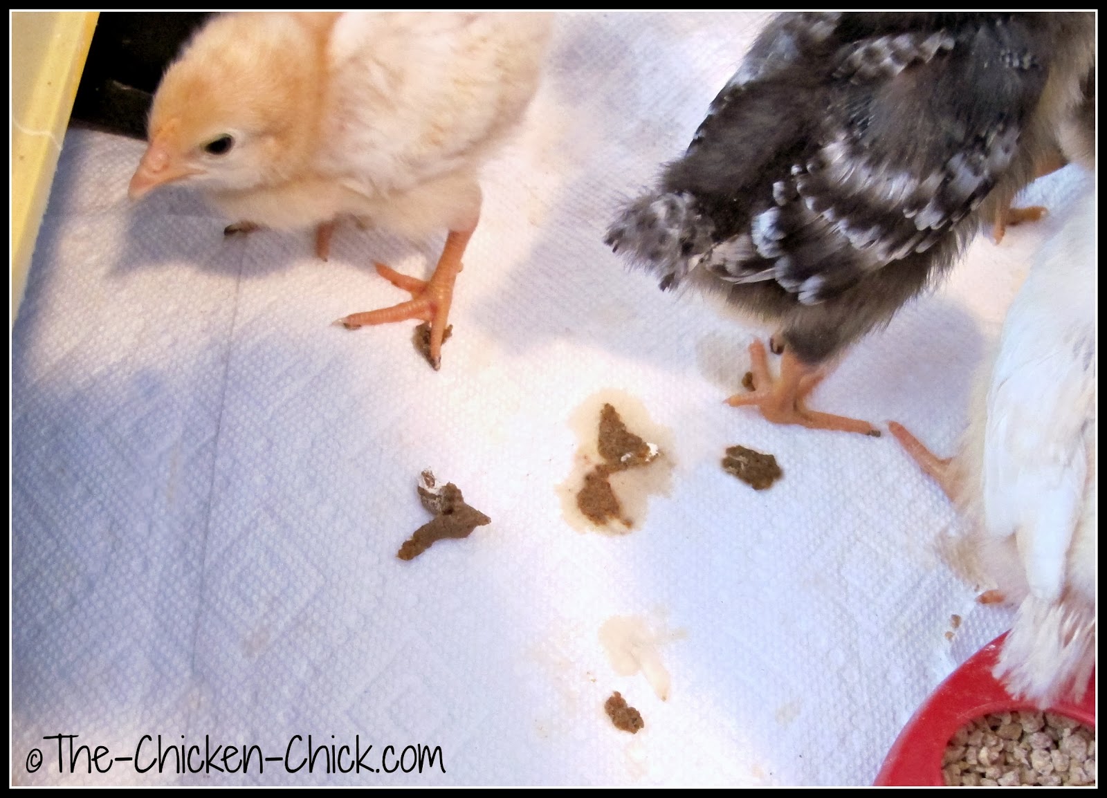The Chicken Chick® When Baby Chicks Need a Pedicure Manure Balls.