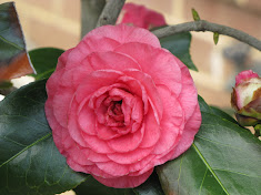 Camelia