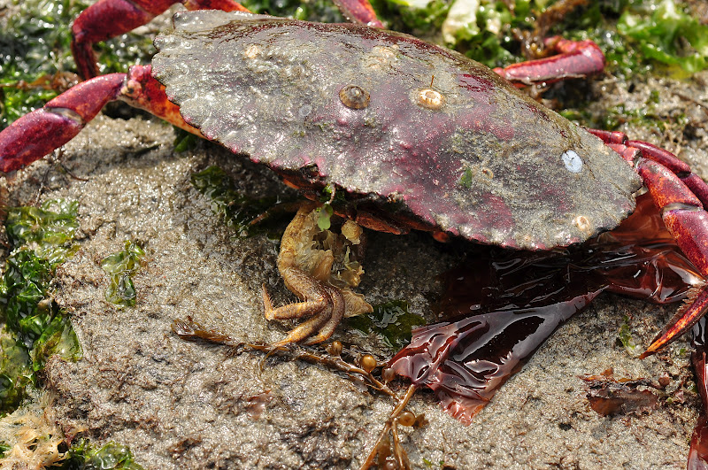 Buzz's Marine Life of Puget Sound: May 14, 2012