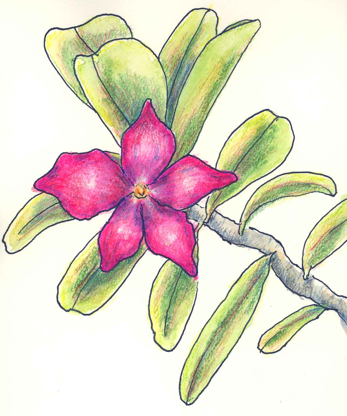 flowers for flower lovers.: flowers drawing.