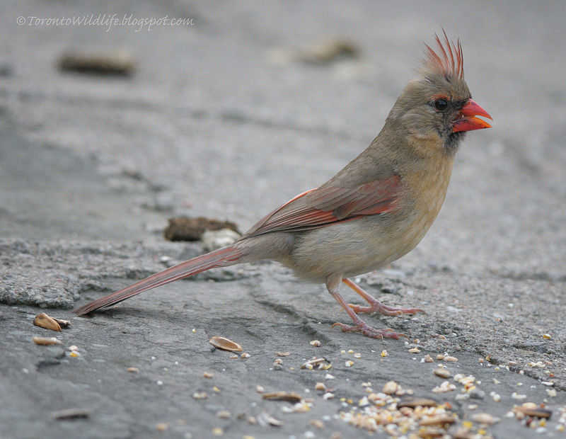 Toronto Wildlife The Other Cardinals