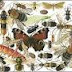 Symbols of Nature (Entomology)
