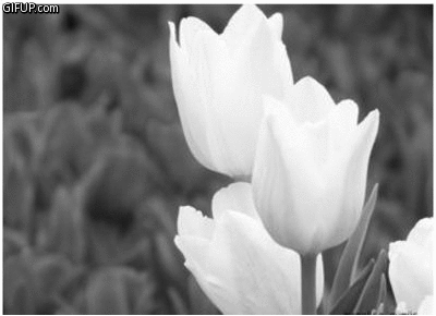 turkiye ajans bilgi ve haber portali resimlere css filtreler ile efekt verme