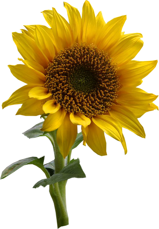 ® Gifs y Fondos Paz enla Tormenta ®: IMÁGENES DE GIRASOLES