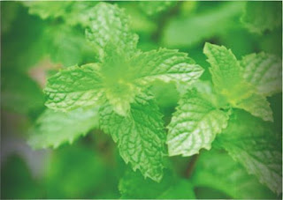 Daun Mint