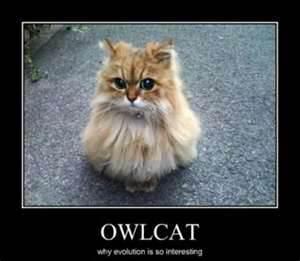 Owl cat