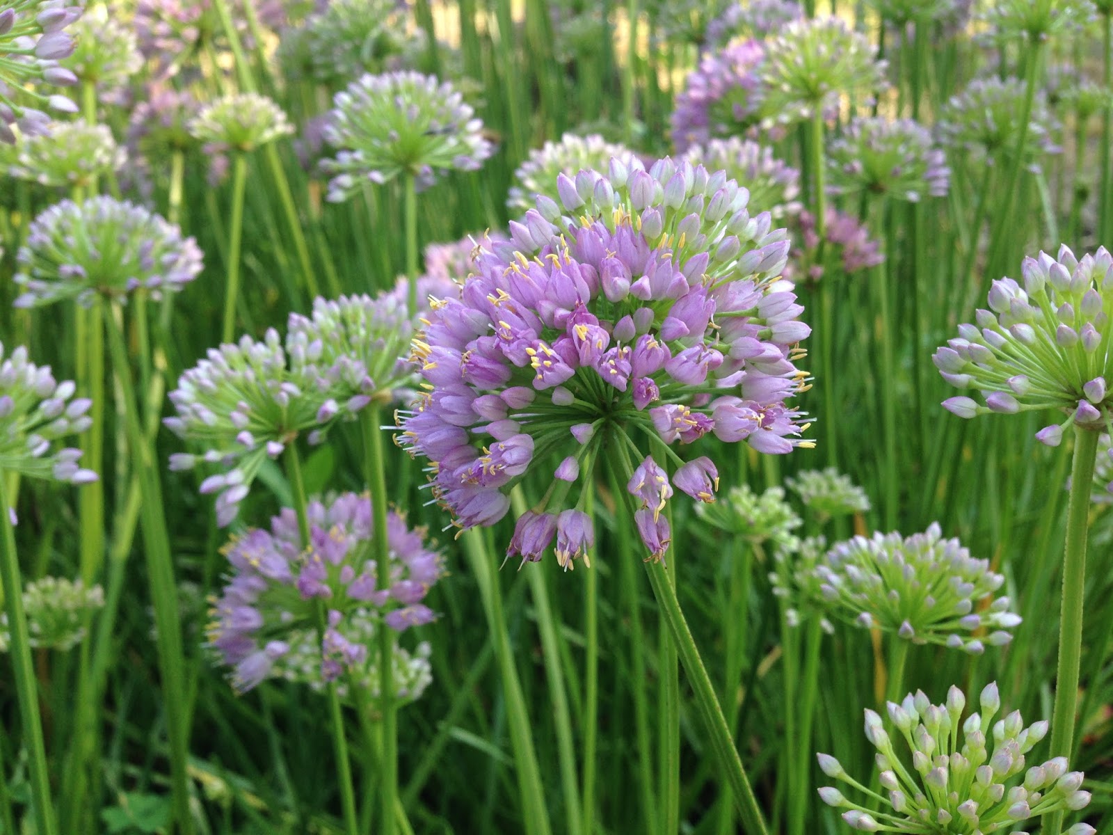 Summer Alliums Rotary Botanical Gardens