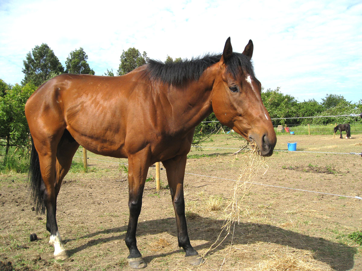My Equestrian World Special Delivery