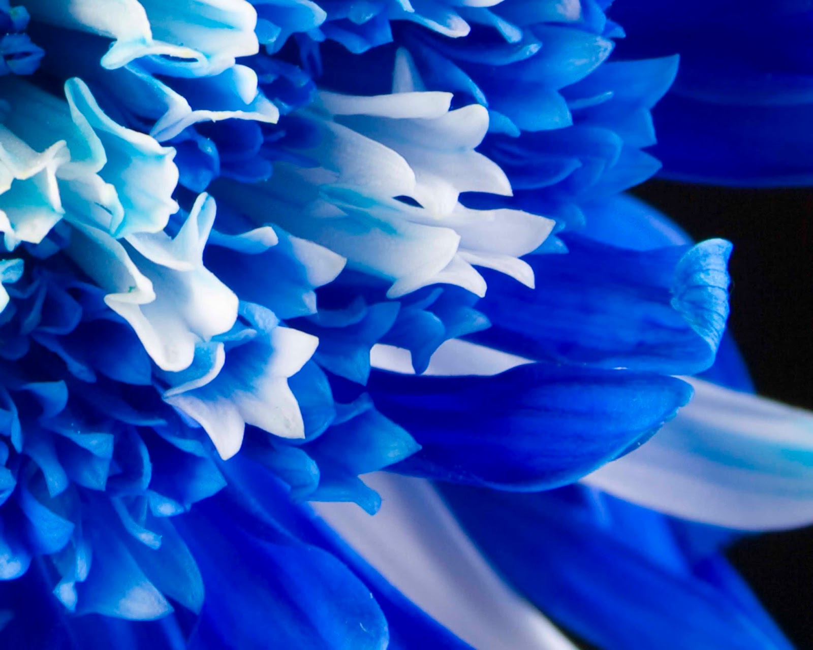 Blue Flower Wallpapers - asimBaBa | Free Software | Free ...
