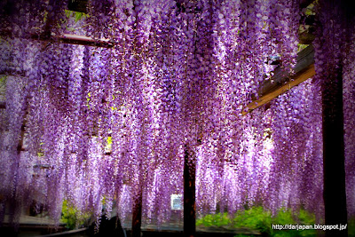Beautiful Japanese Nature 3