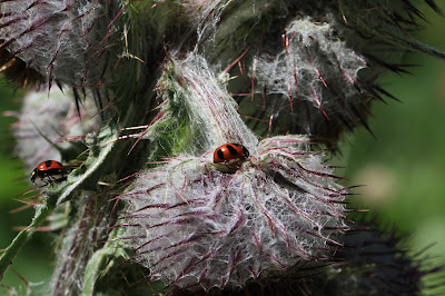 Cirsium edule - Edible Thistle with Ladybugs
