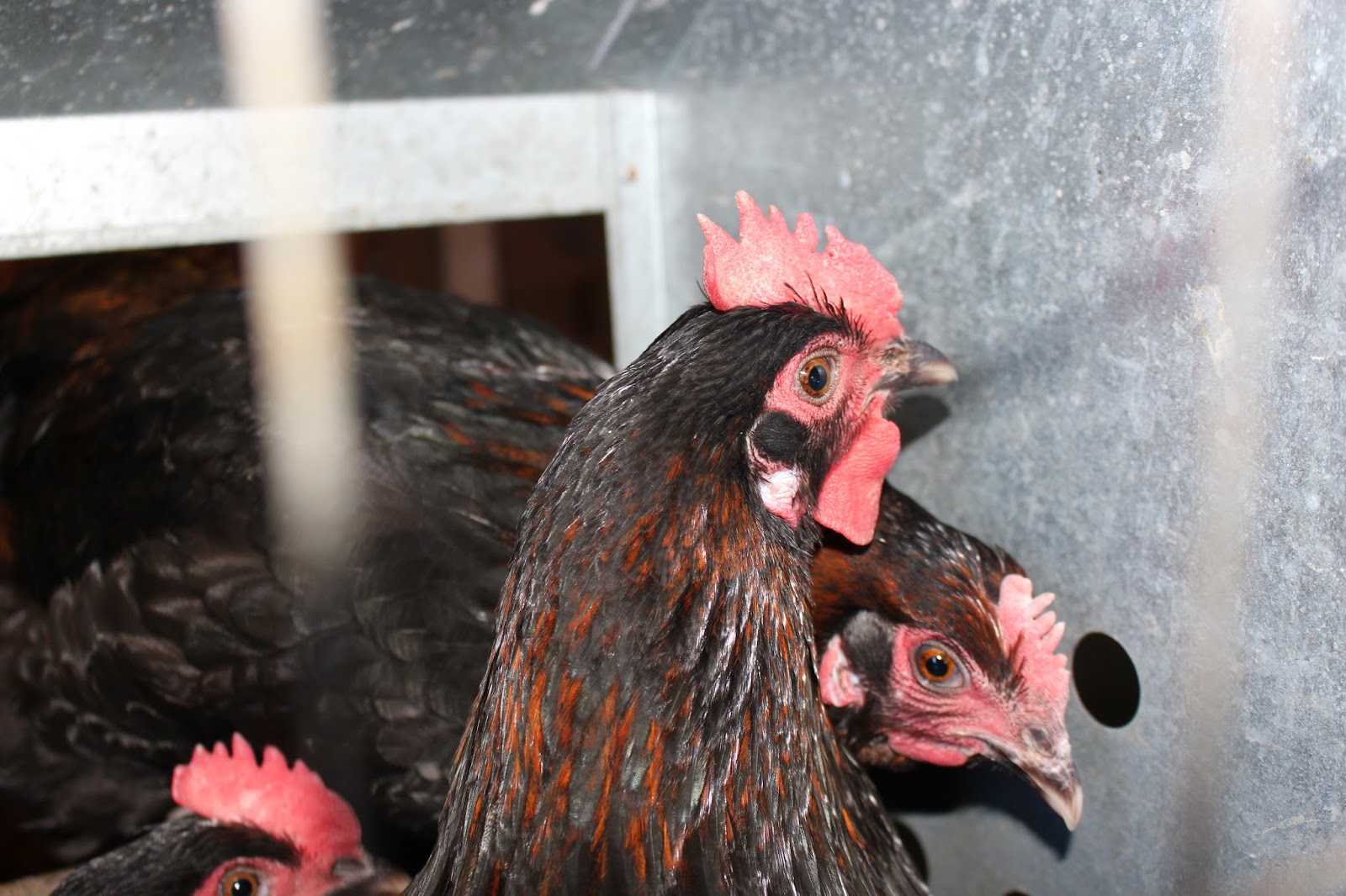 chicken scratch poultry Farm Photos