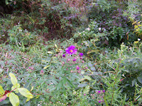 New England Aster