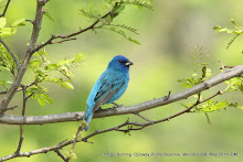 Indigo Bunting