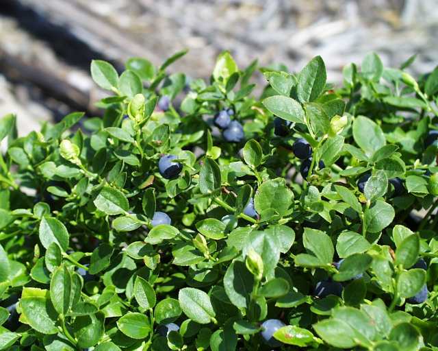 8 Benefits of Bilberry for Our Health Health Benefits of Fruits