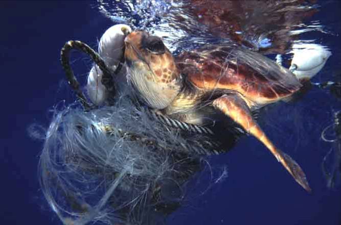 Great Pacific Garbage Patch Albatross