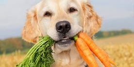Cachorro pode comer cenoura?