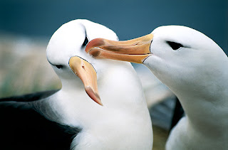 Funny Albatross