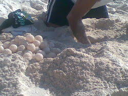 Mama Turtles Nest On Our Beach