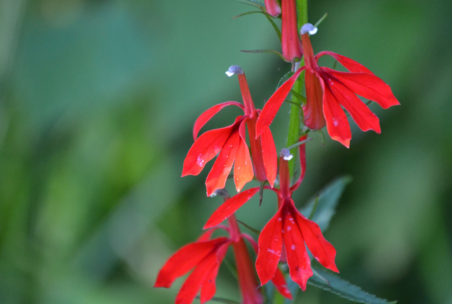 Woods Walks and Wildlife Tropical Connecticut?