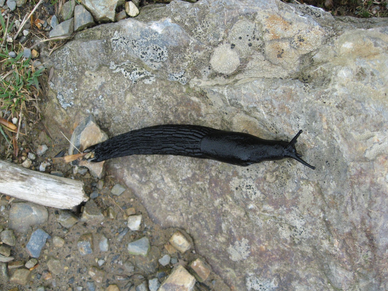 Black Slug