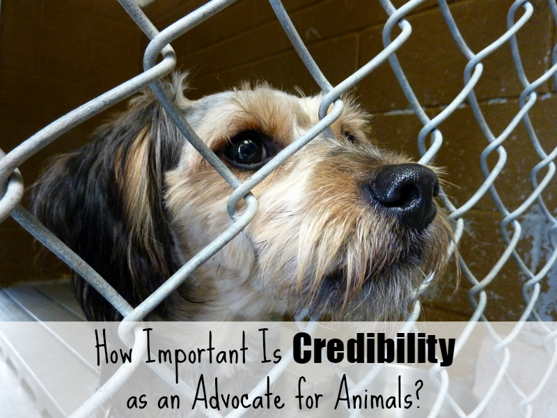 How Important Is Credibility as an Advocate for Animals? Pawsitively Pets