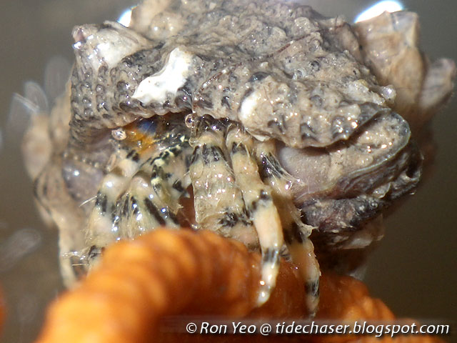 tHE tiDE cHAsER: Porcelain Crabs & Hermit Crabs (Phylum Arthropoda:  Infraorder Anomura) of Singapore
