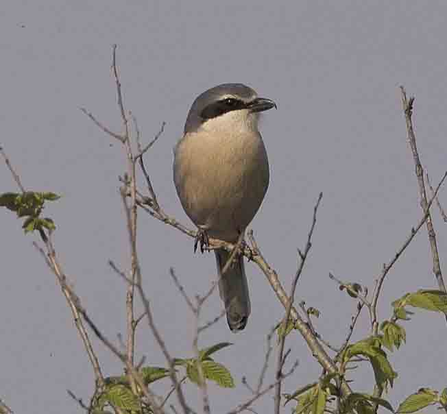 Southern Grey Shrike