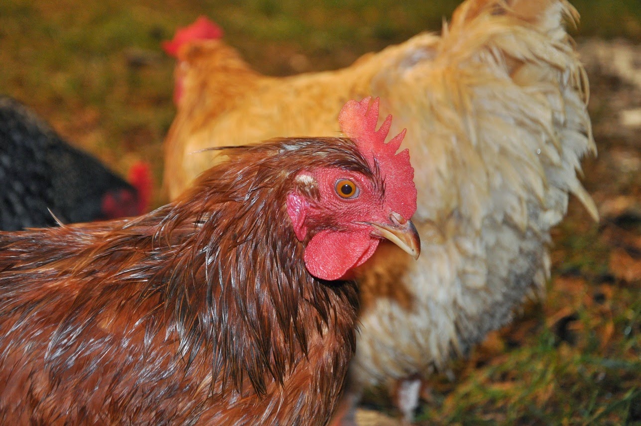 Chickens in the Rain Community Chickens