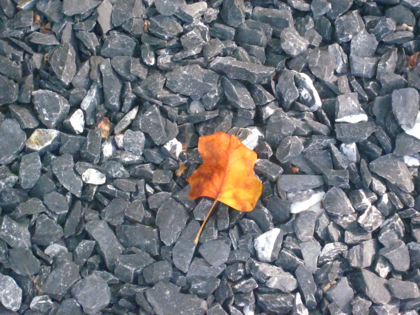 Yellow Wallpaper HD Yellow Wallpaper Full Text