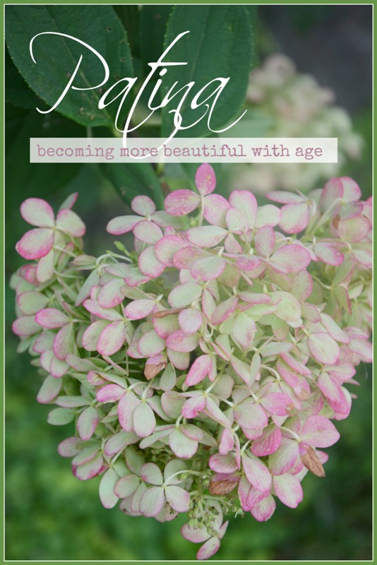 Hydrangea Florets Stock Photos Hydrangea Florets Stock Images