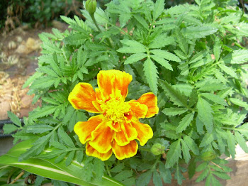 Marigolds