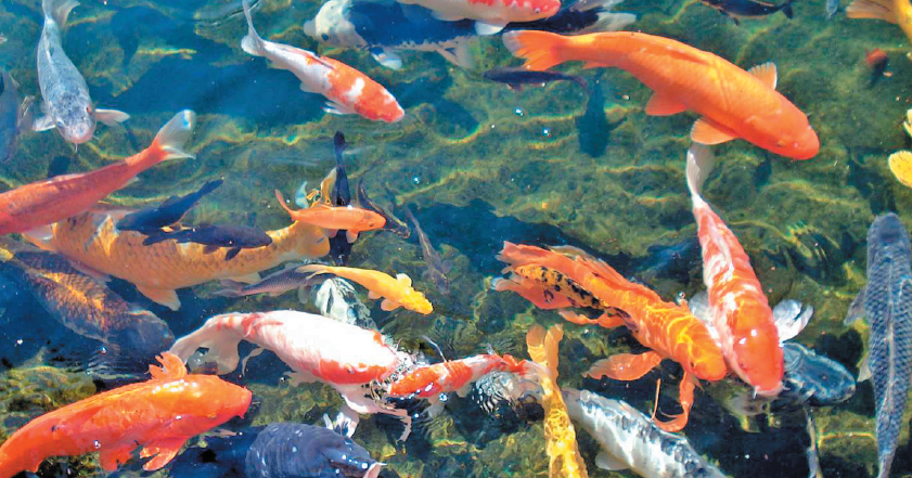 Anjung Seri: MEMBINA KOLAM IKAN KOI - 6 PERKARA PERLU DIAMBIL KIRA