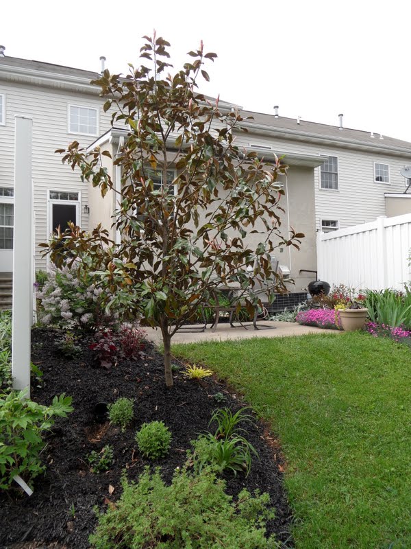 Bev S Playtime Magnolia Grandiflora Bracken S Brown Beauty